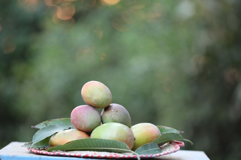 صور من مزارعنا