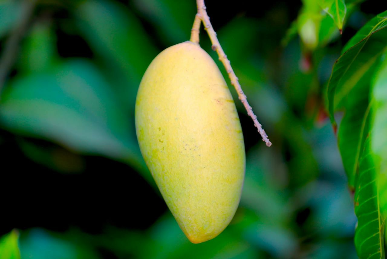 صور من مزارعنا