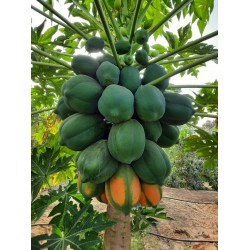 باباي 2 كرتون + 1 مجانا