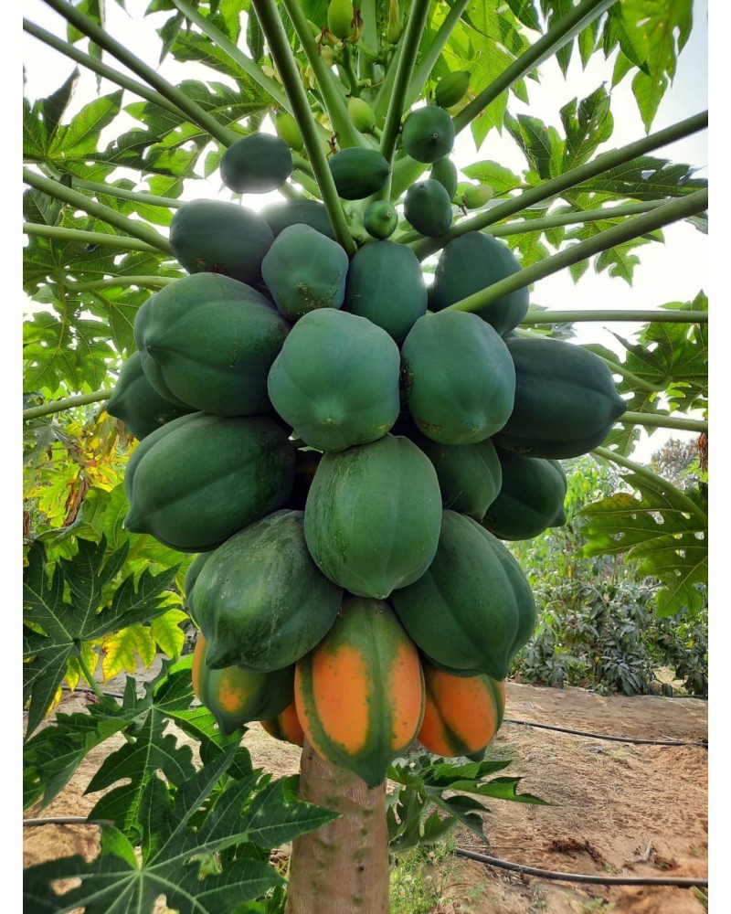 باباي 2 كرتون + 1 مجانا