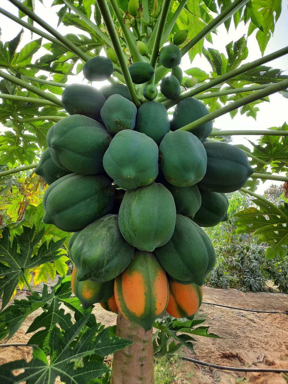 صور من مزارعنا