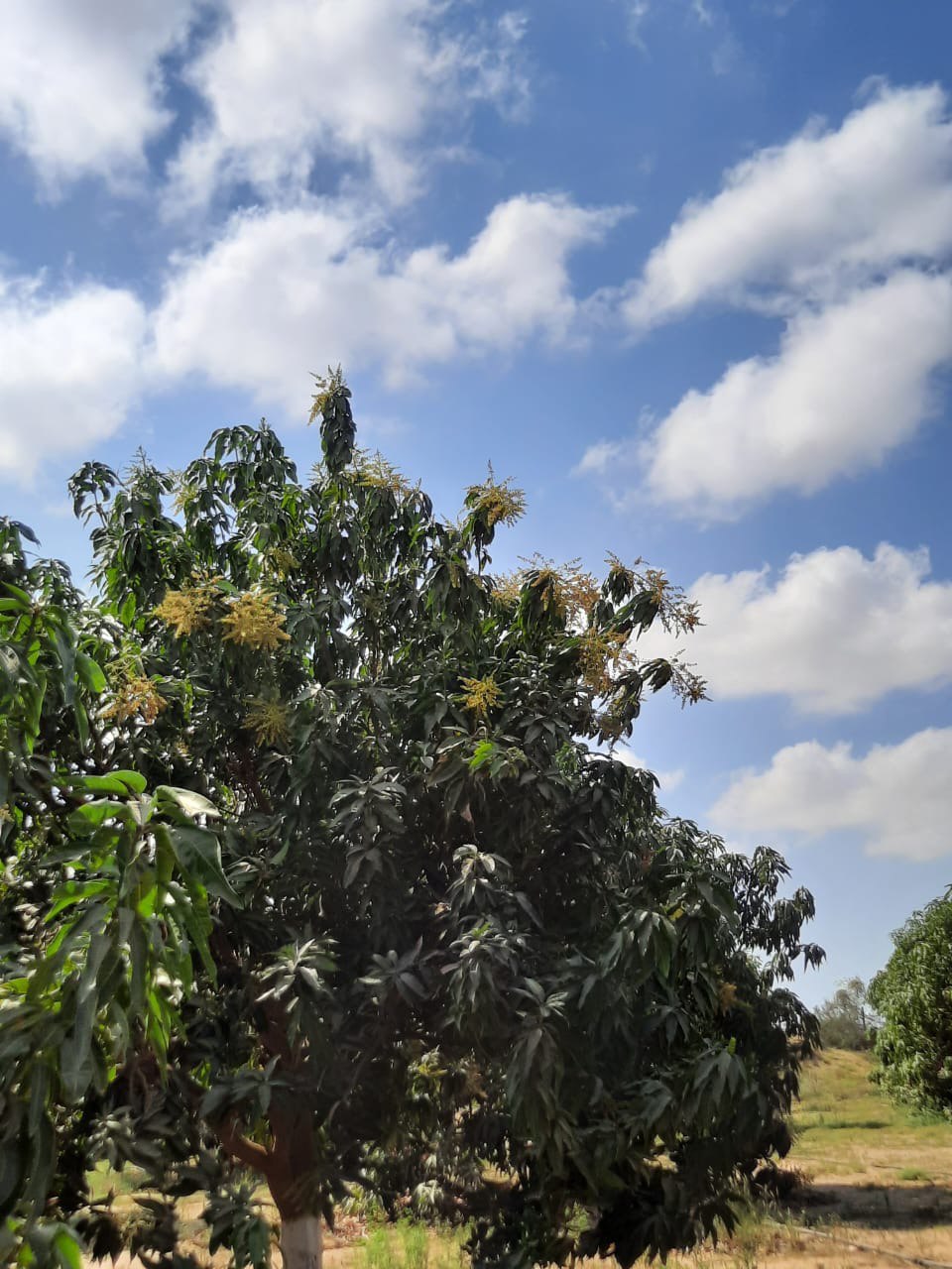 صور من مزارعنا