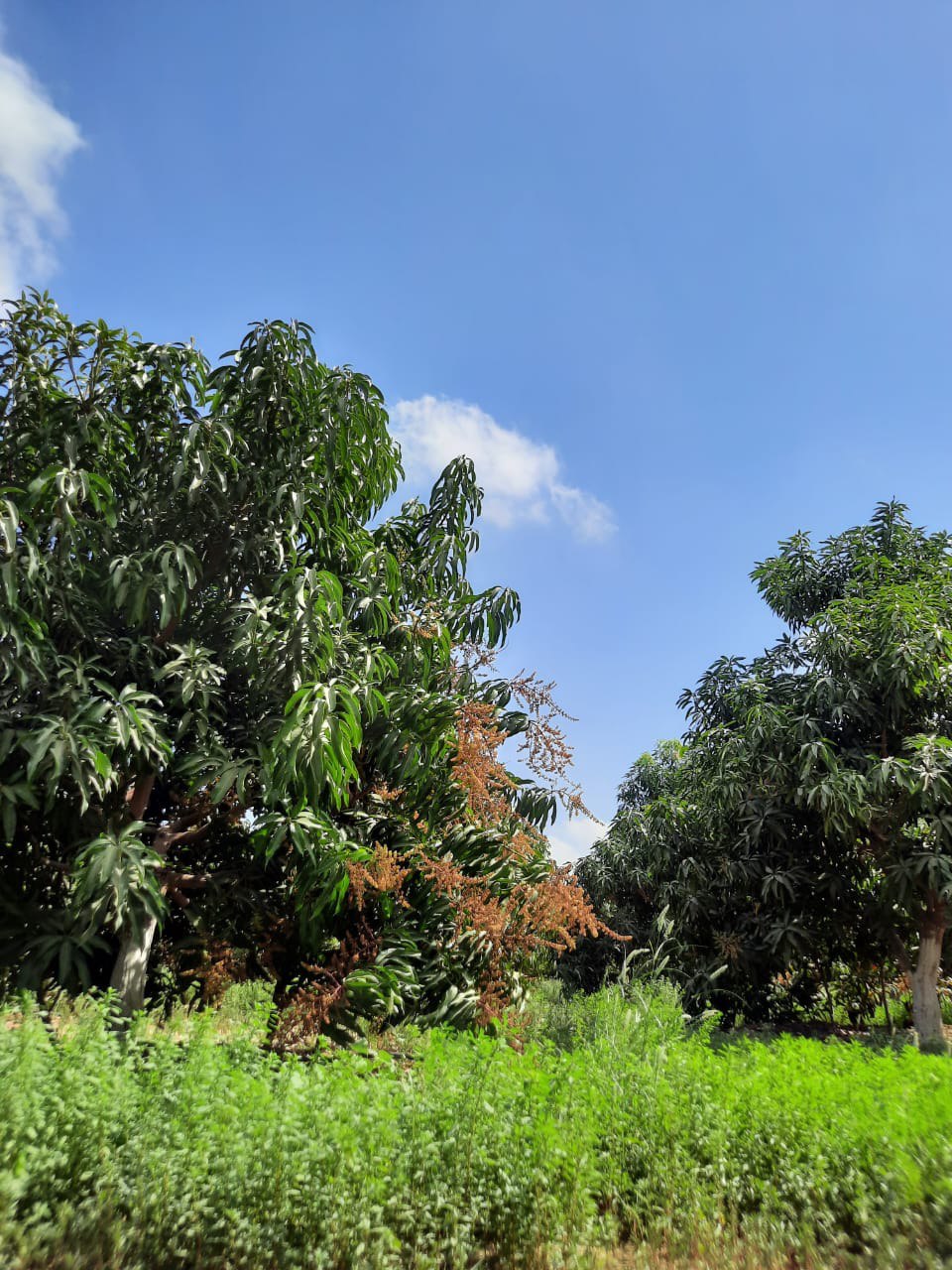 صور من مزارعنا