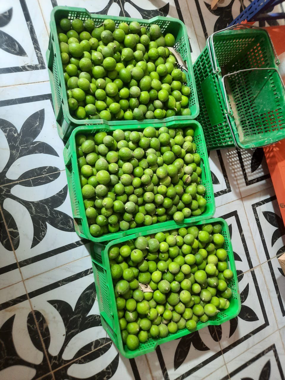 صور من مزارعنا