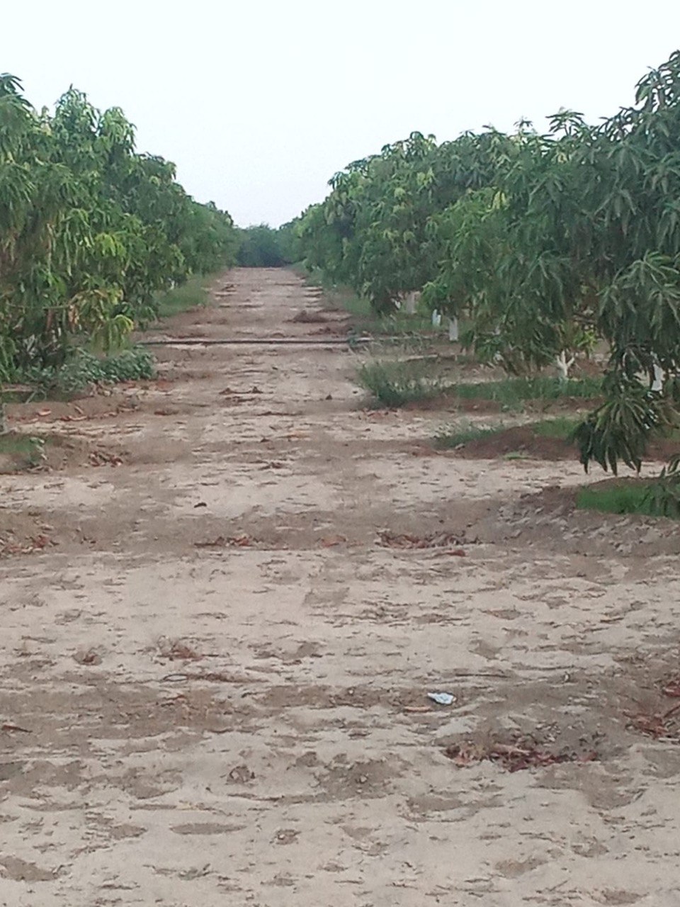 صور من مزارعنا