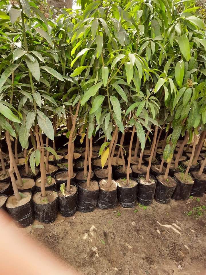 صور من مزارعنا