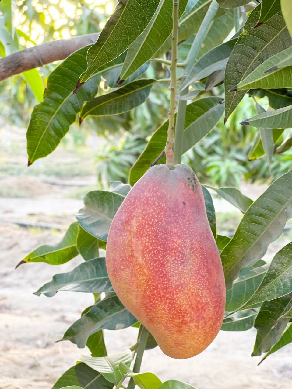 صور من مزارعنا