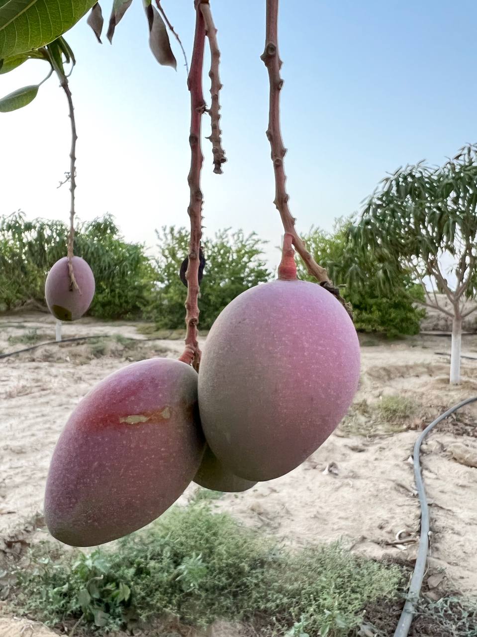 صور من مزارعنا