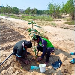 غرس الشتلات
