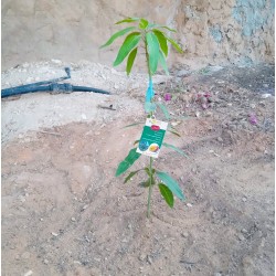 غرس الشتلات