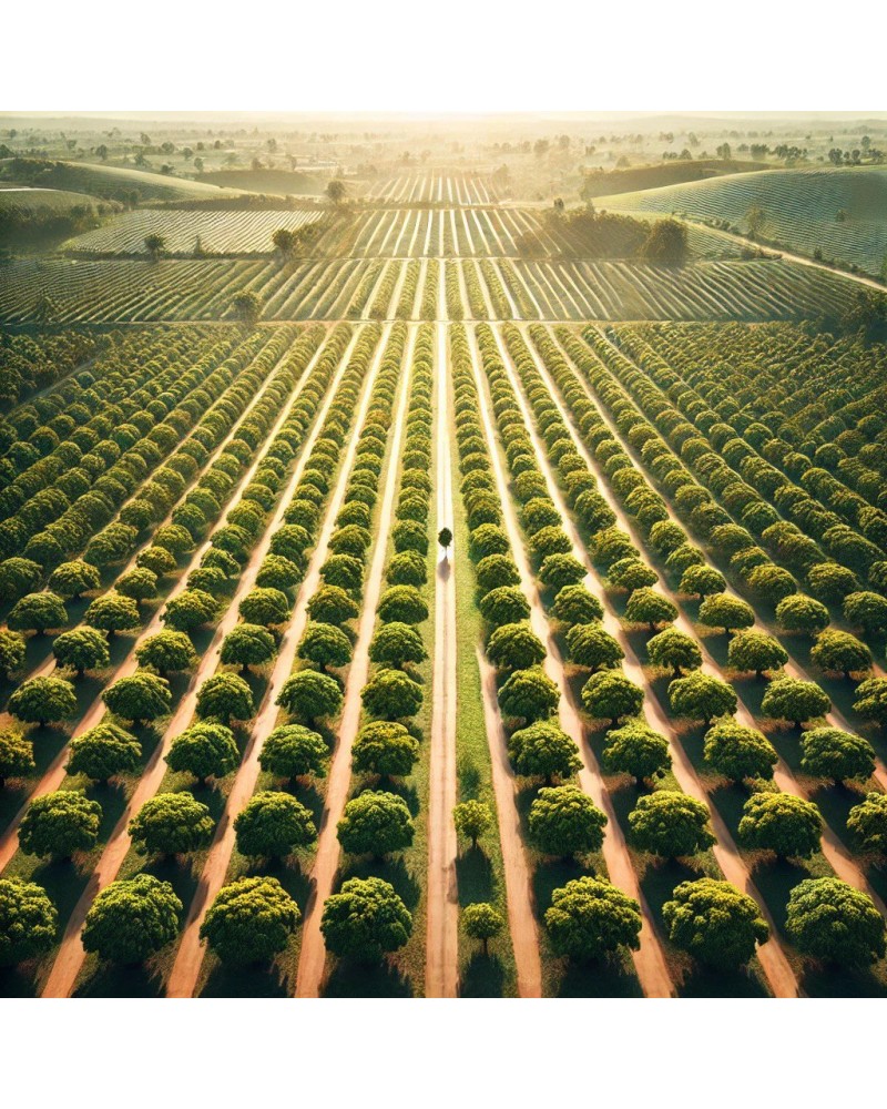 تصميم وتخطيط مشاريع زراعية