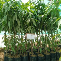 شتلة مانجو تومي