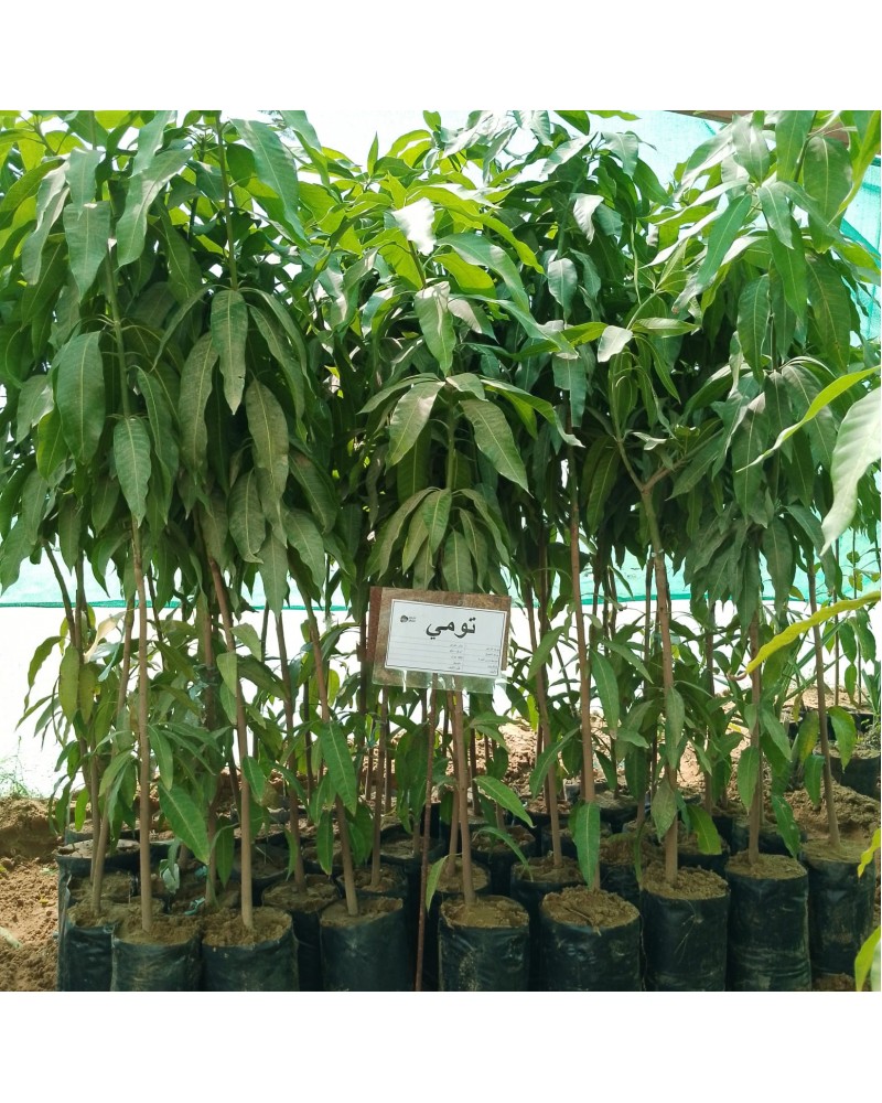 شتلة مانجو تومي شتلة مانجو تومي