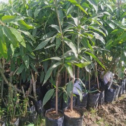 شتلة مانجو جلن