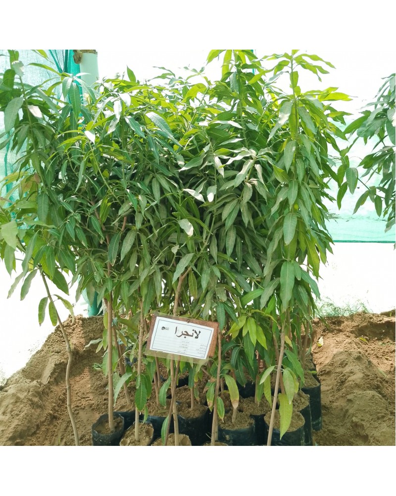 شتلة مانجو لانجرا شتلة مانجو لانجرا