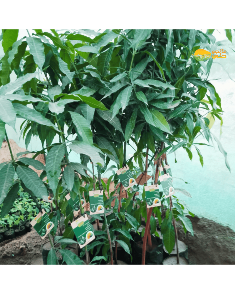 شتلة مانجو هندي شتلة مانجو هندي