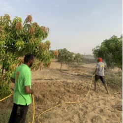 اشراف زراعي