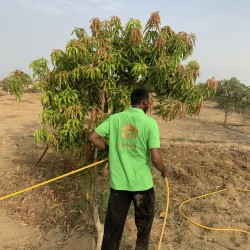 اشراف زراعي